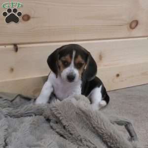 Stella, Beagle Puppy